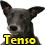 Tenso